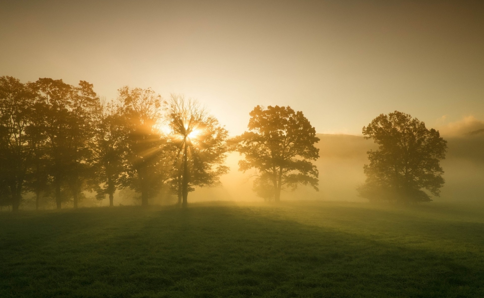 paesaggio alberi albero natura