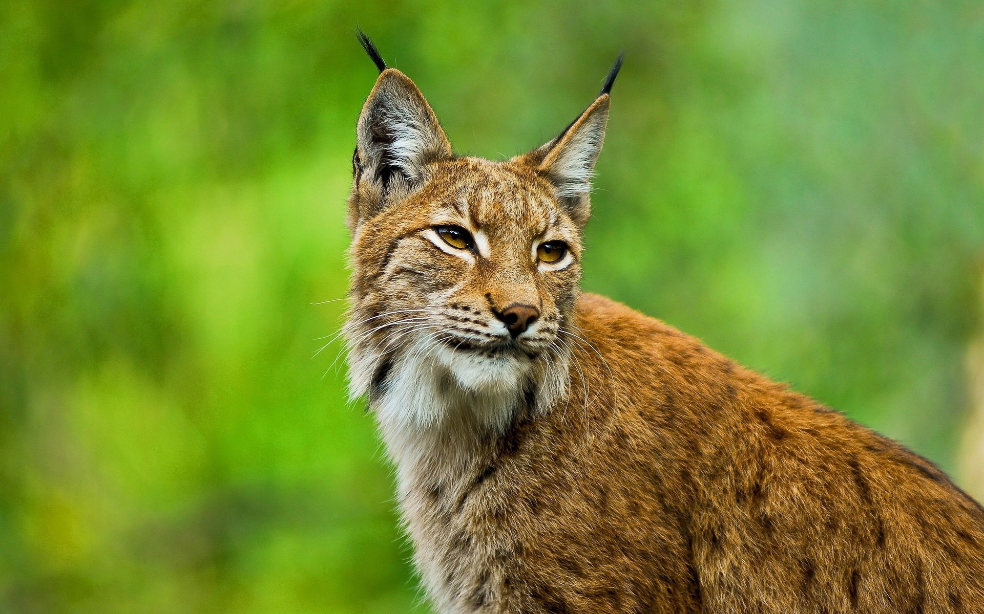 lynx european ears look brush face