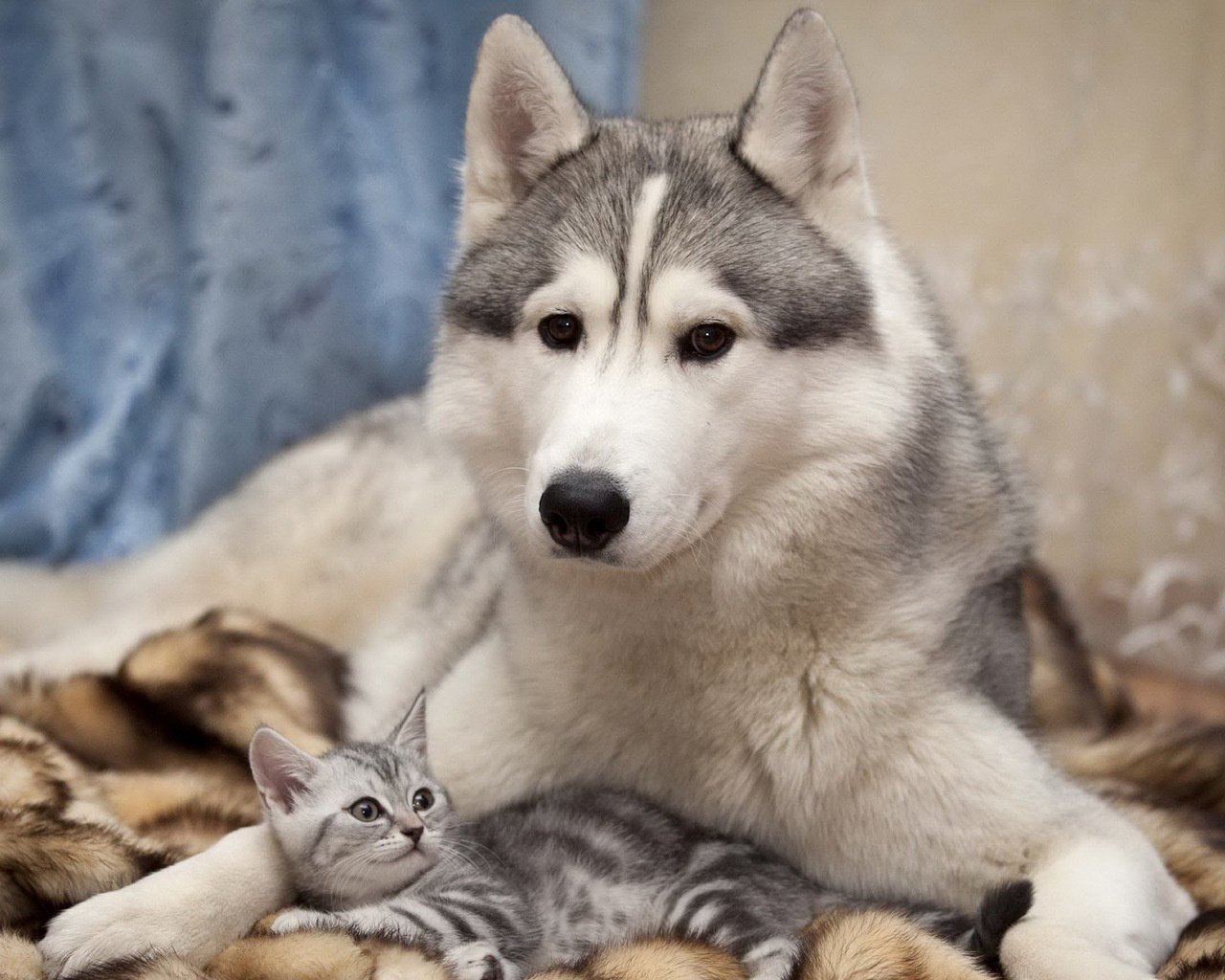 chats chiens animaux