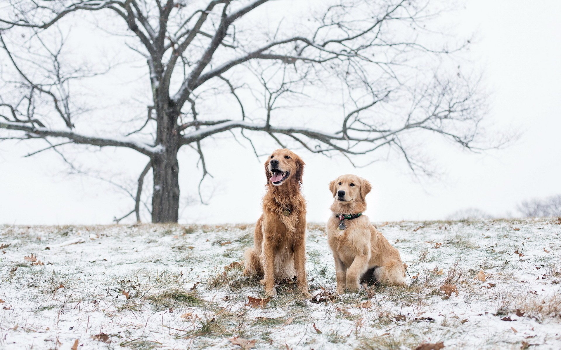 cani neve campo