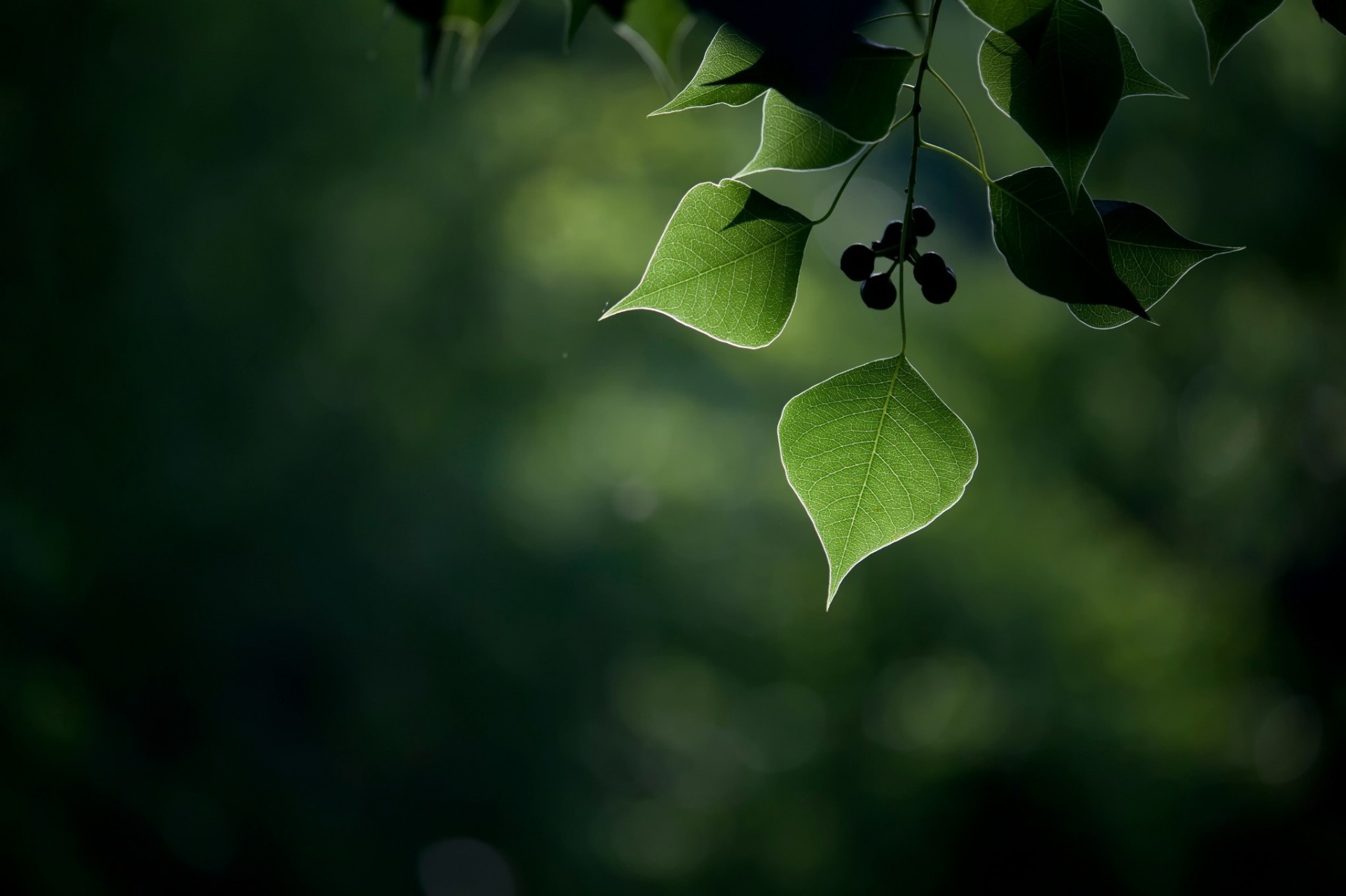 feuille gros plan baies bokeh fruits