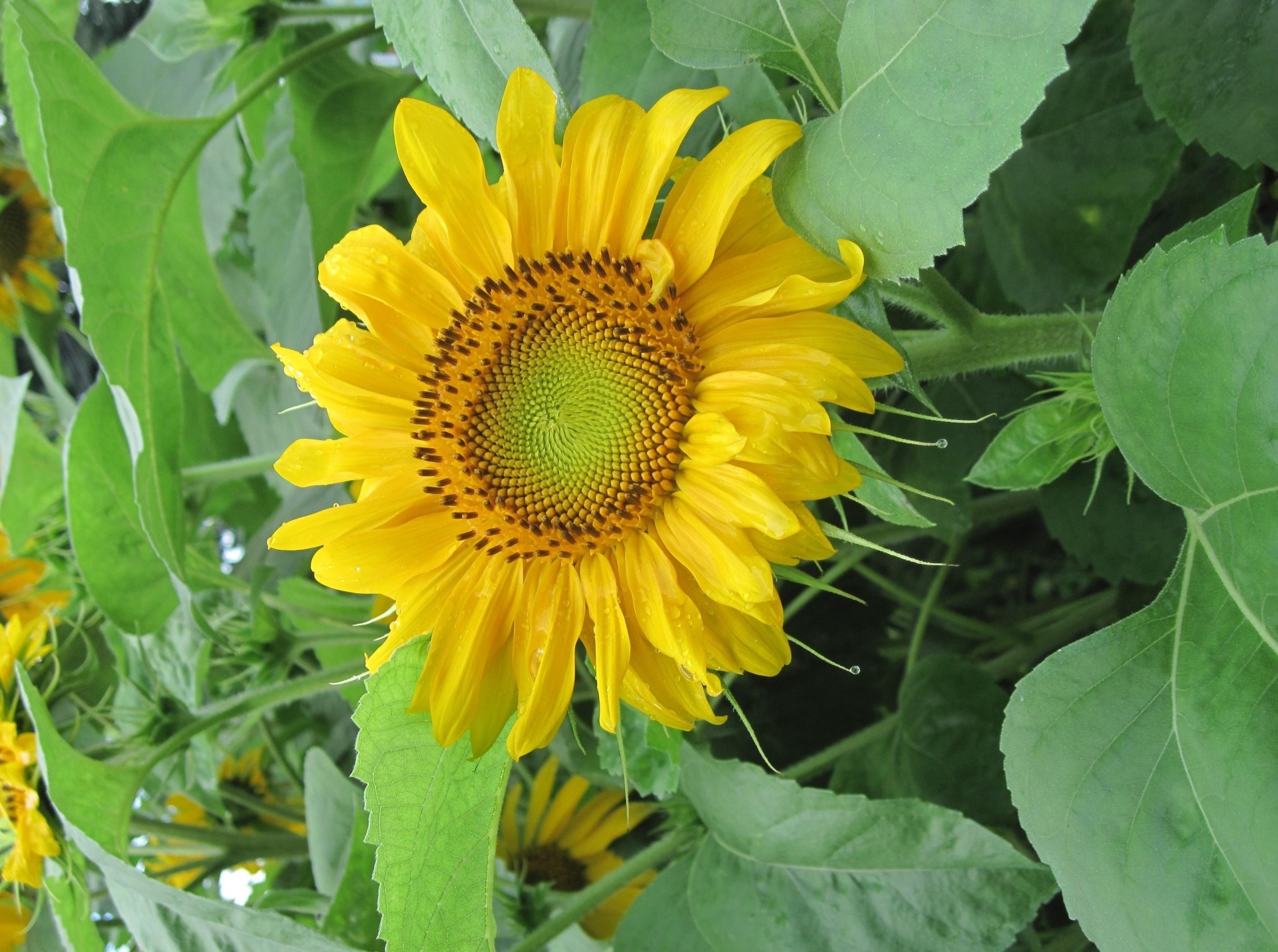 umore girasoli estate verde