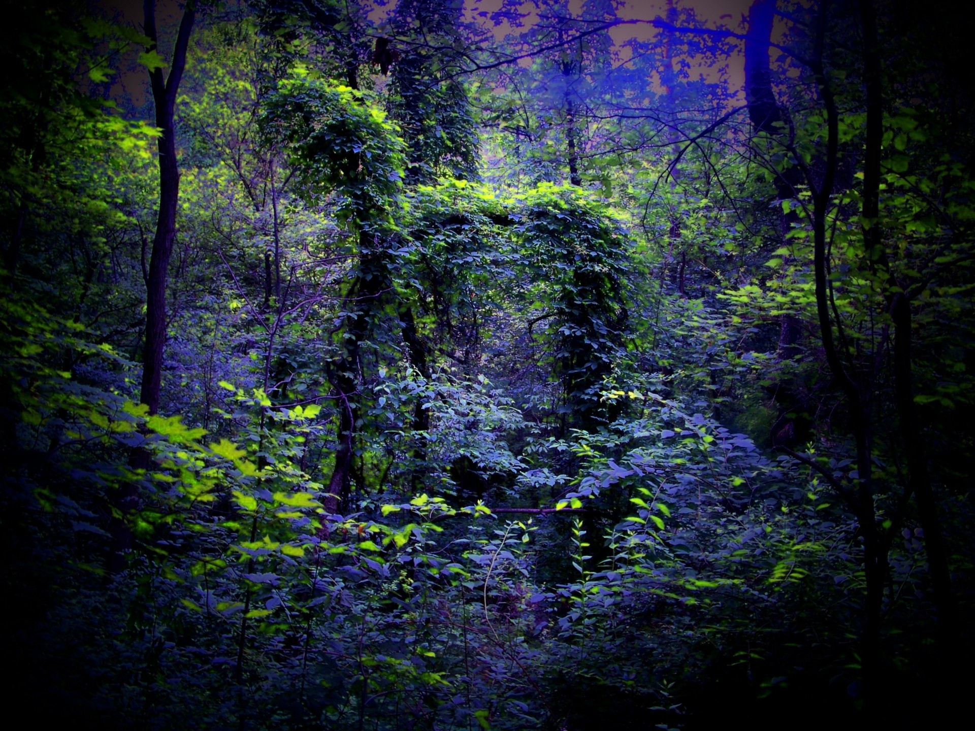 forêt nuit nature