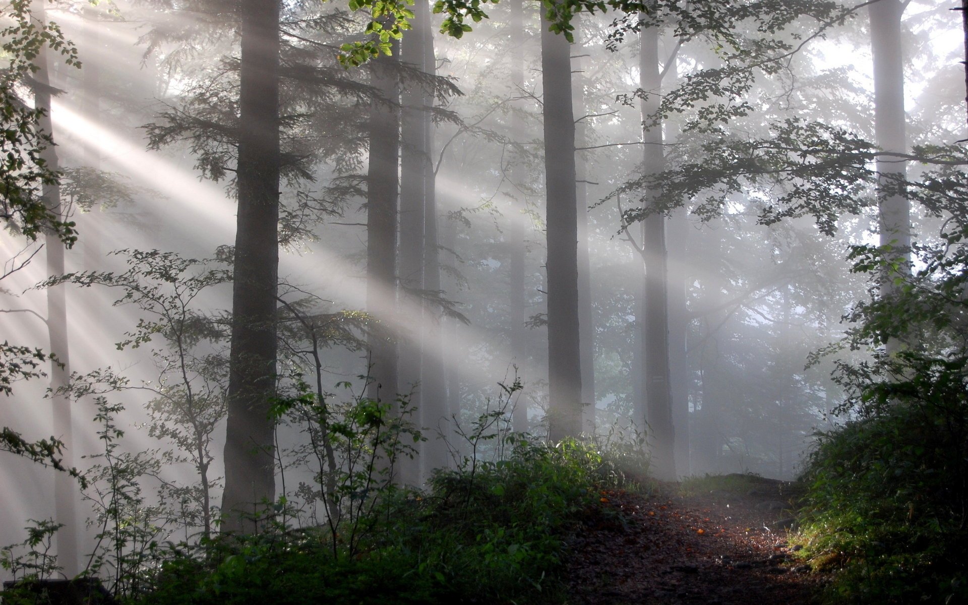 forêt lumière brouillard nature