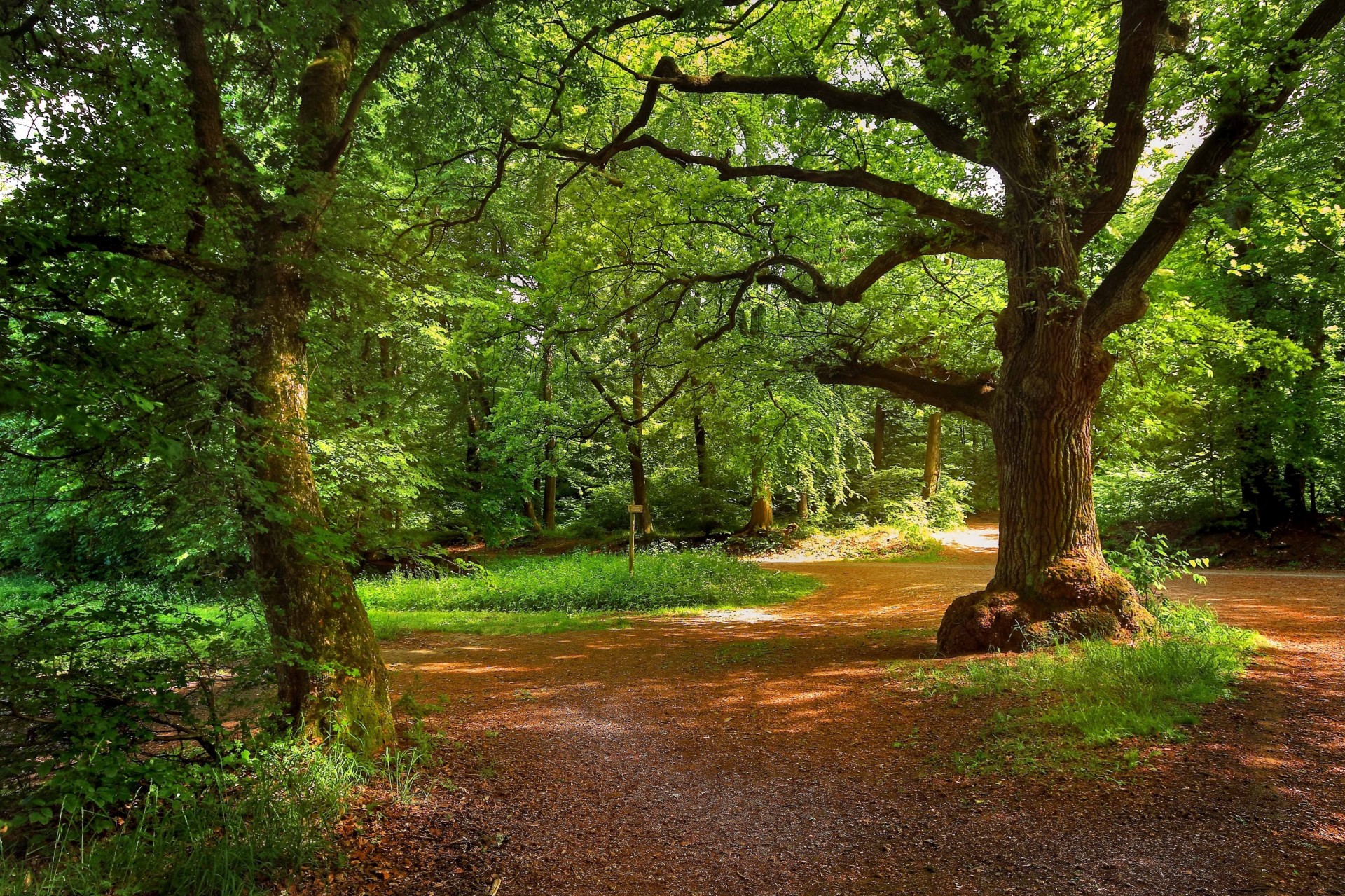 parco paesaggio foresta alberi strada