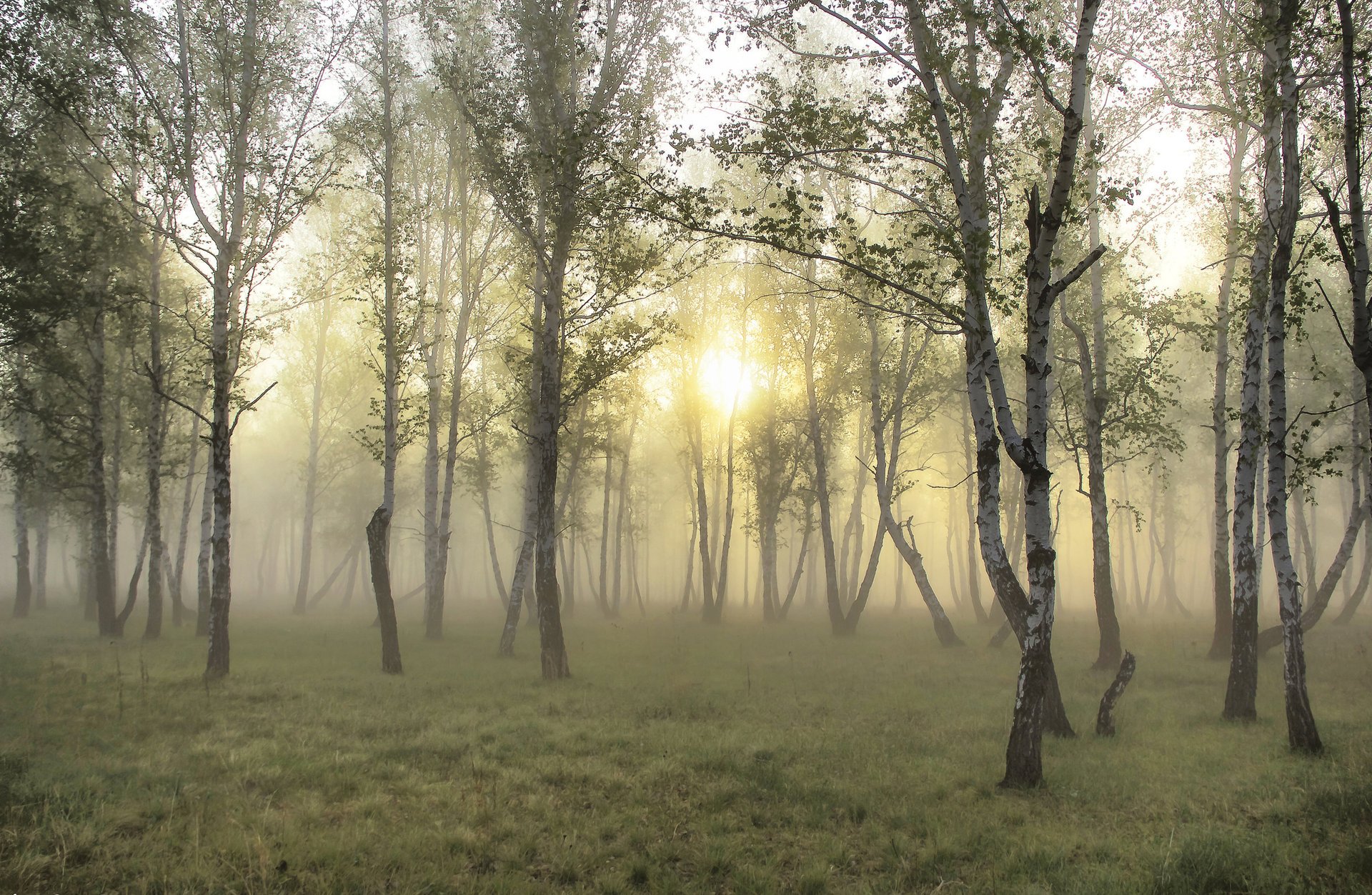 foresta sole erba wallpapers carta da parati betulla nebbia