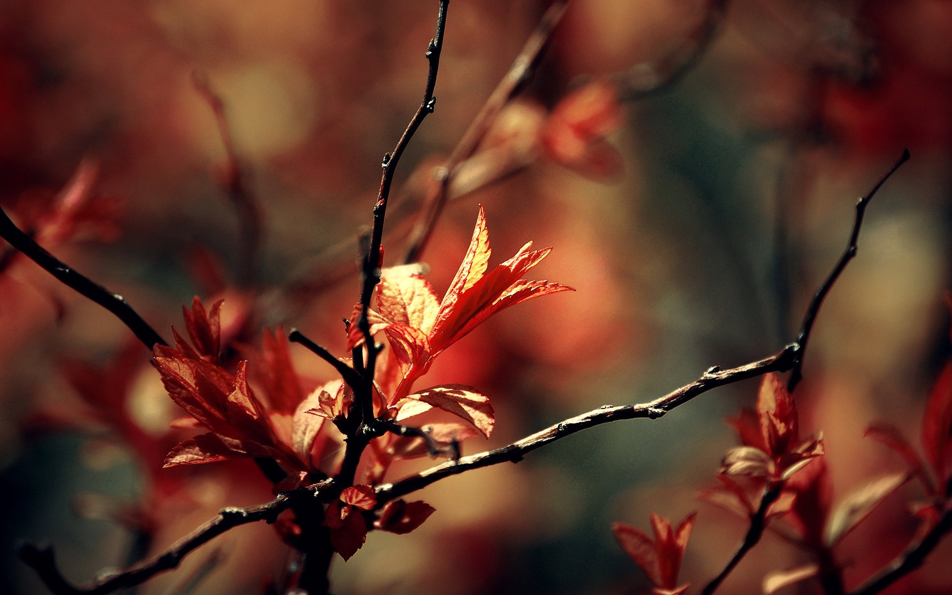 macro primavera rami fogliame