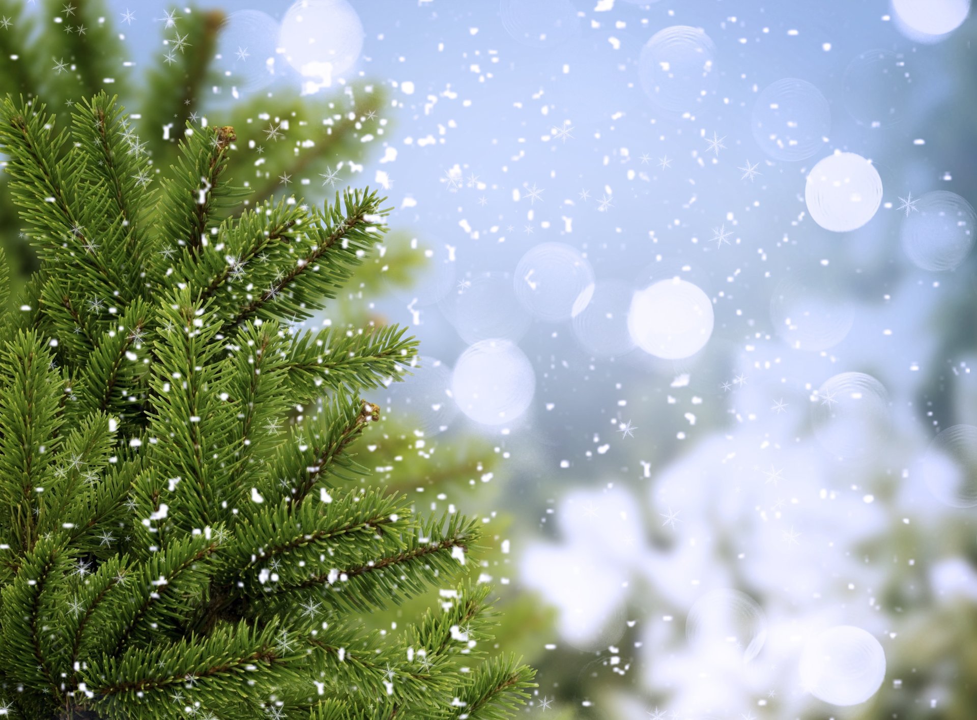 fichte fichte grüns zweige winter weihnachtsbaum bäume kälte