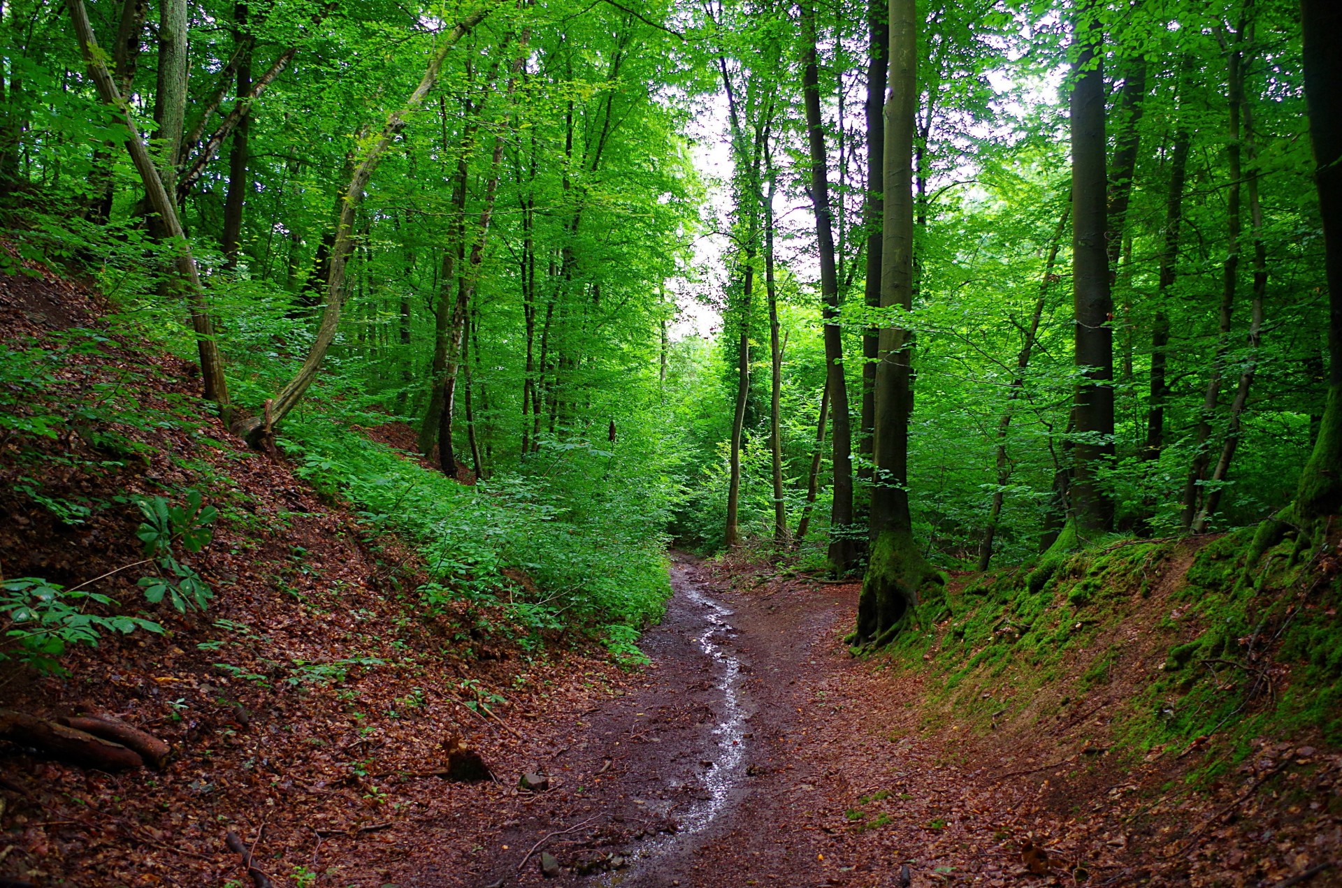 bosque árboles creek alemania baviera