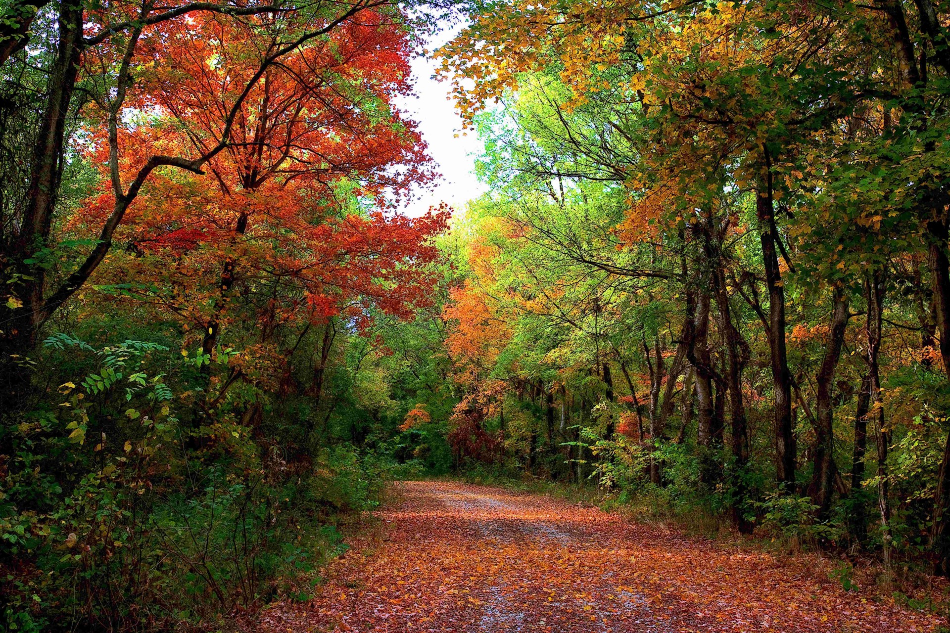 autunno strada paesaggio foresta alberi