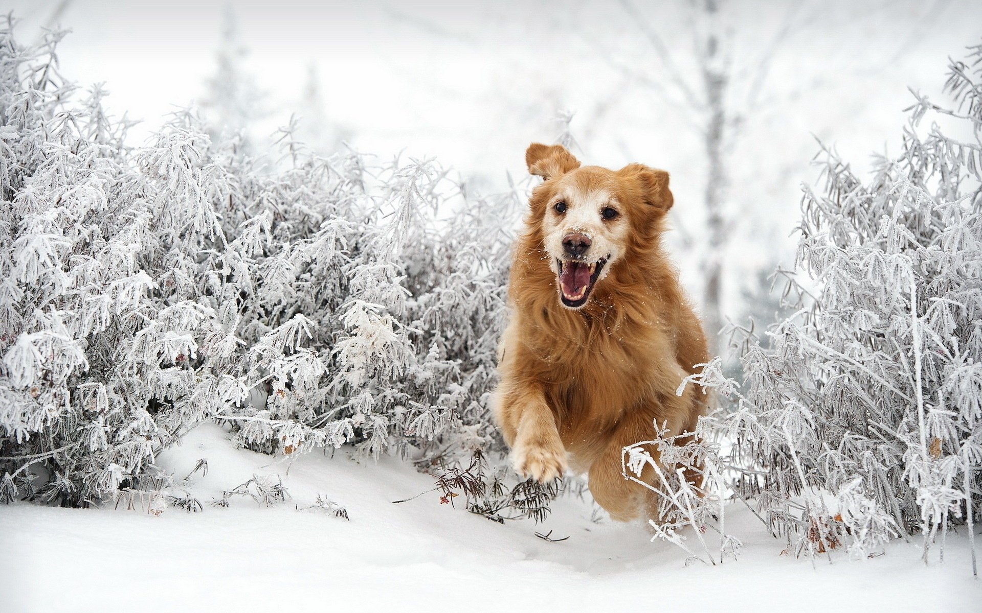 hund freund winter