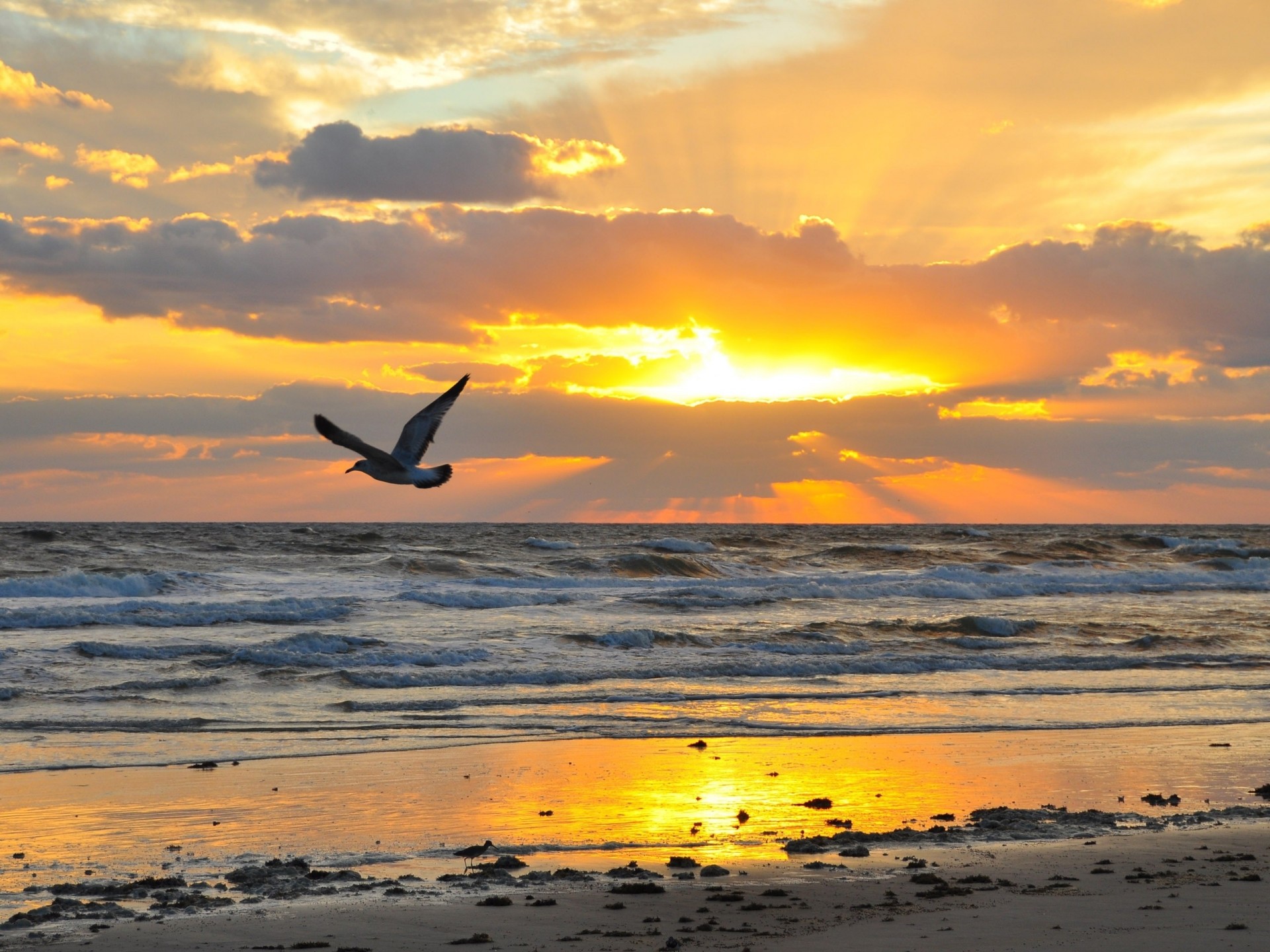 puesta de sol aves orilla gaviota noche mar