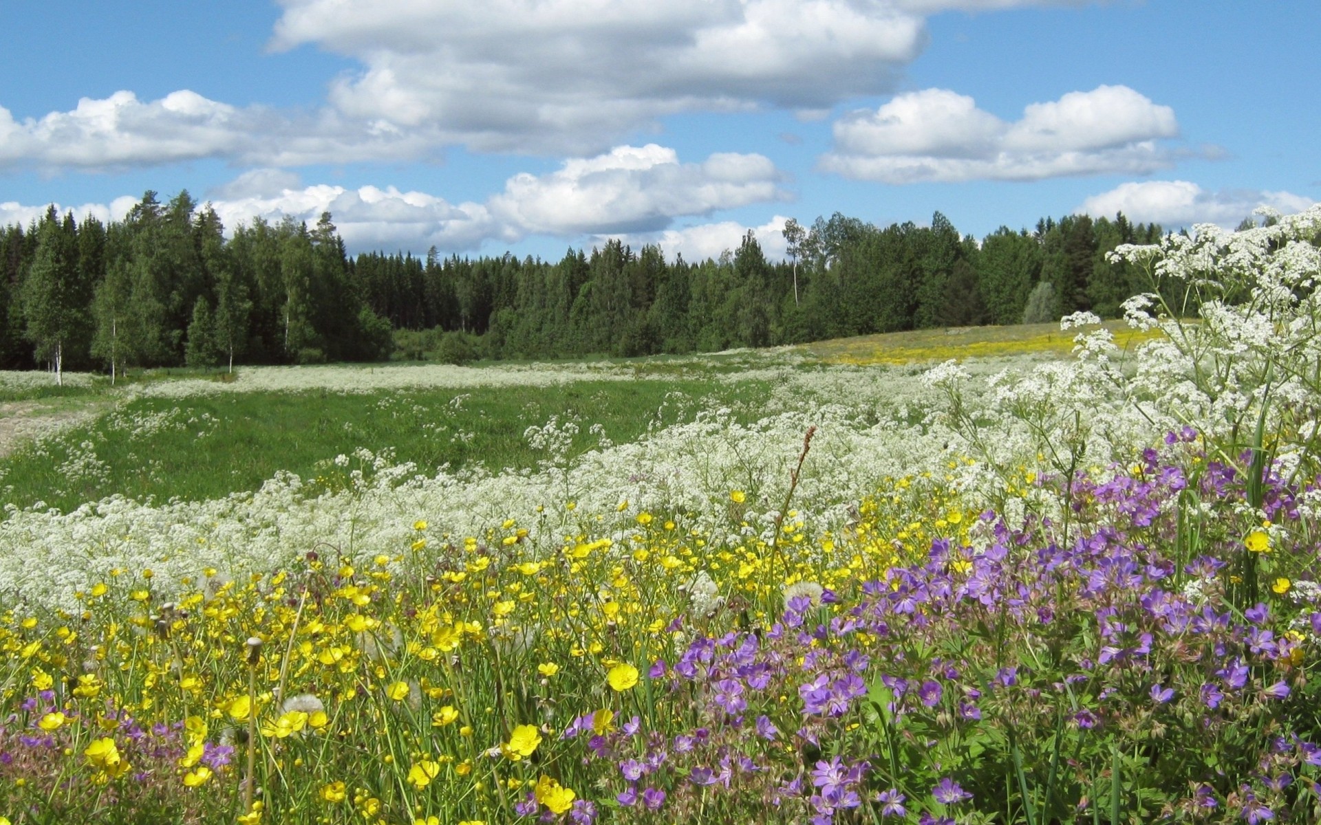 hommes cub forêt été fleurs renoncules