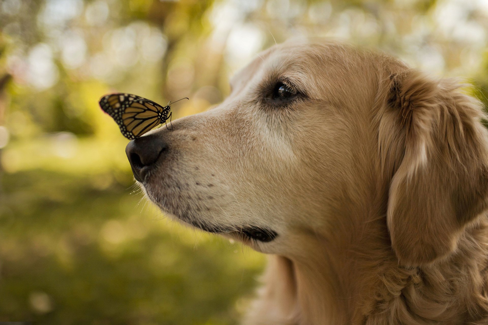 dog nose butterfly wing