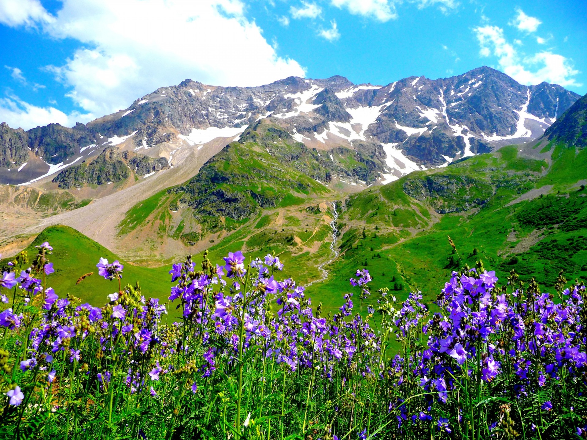 mountain landscape alps flower