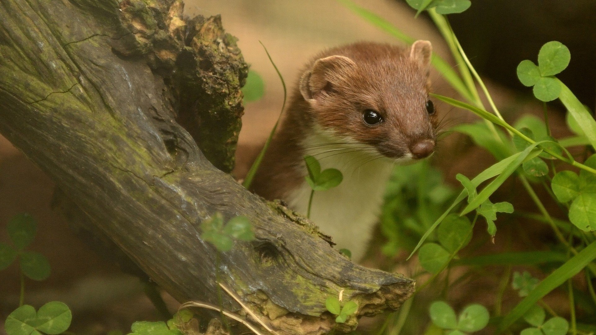 mignon soyeux regard animal