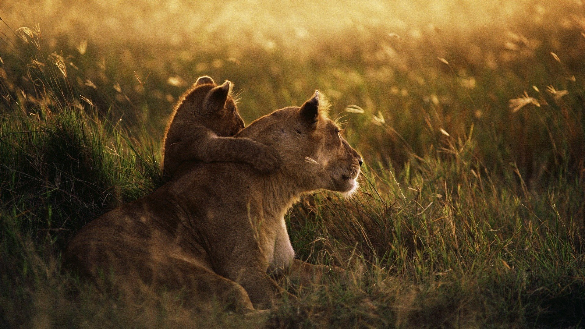 lioness lion grass family glade