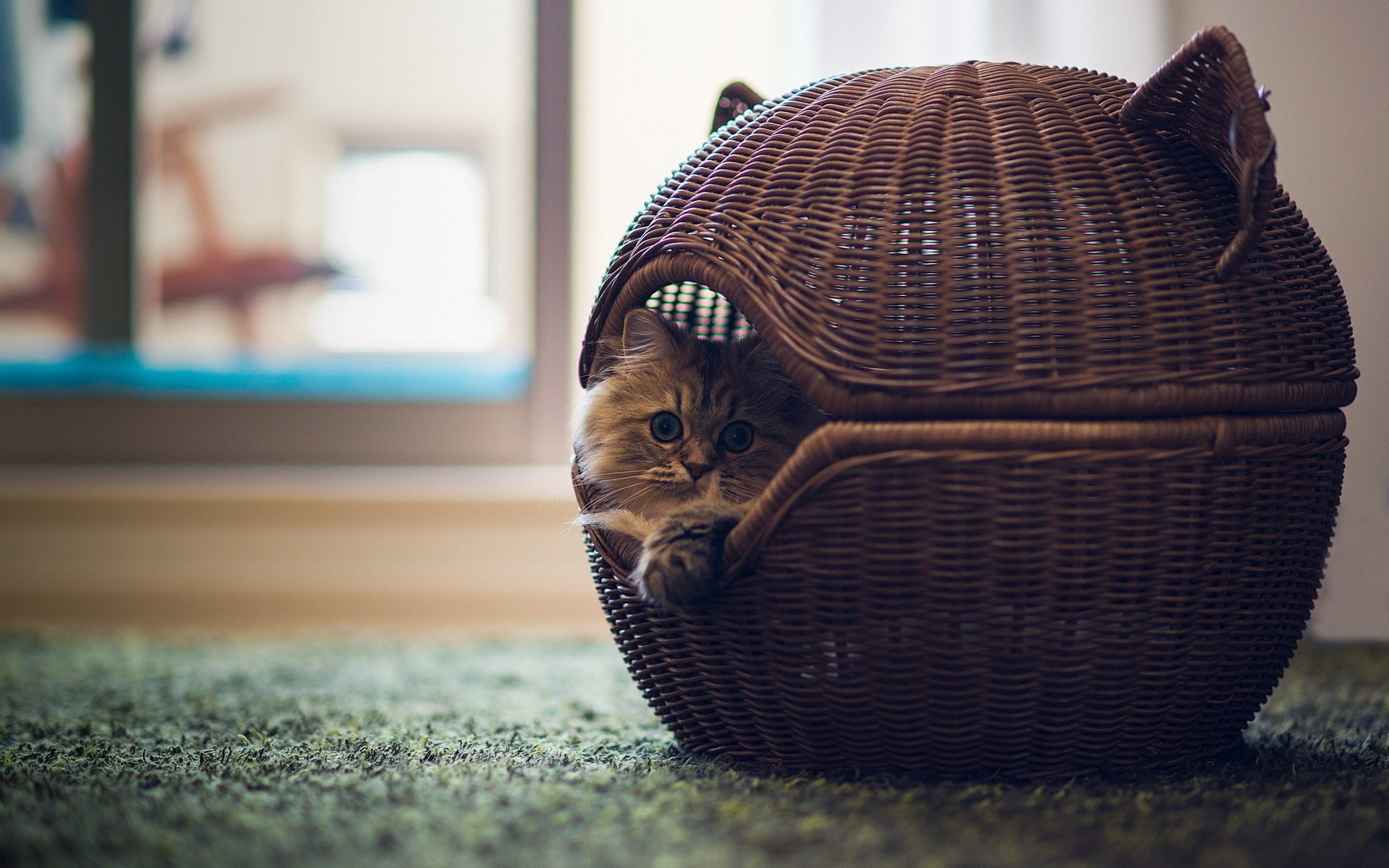 torode basket cat