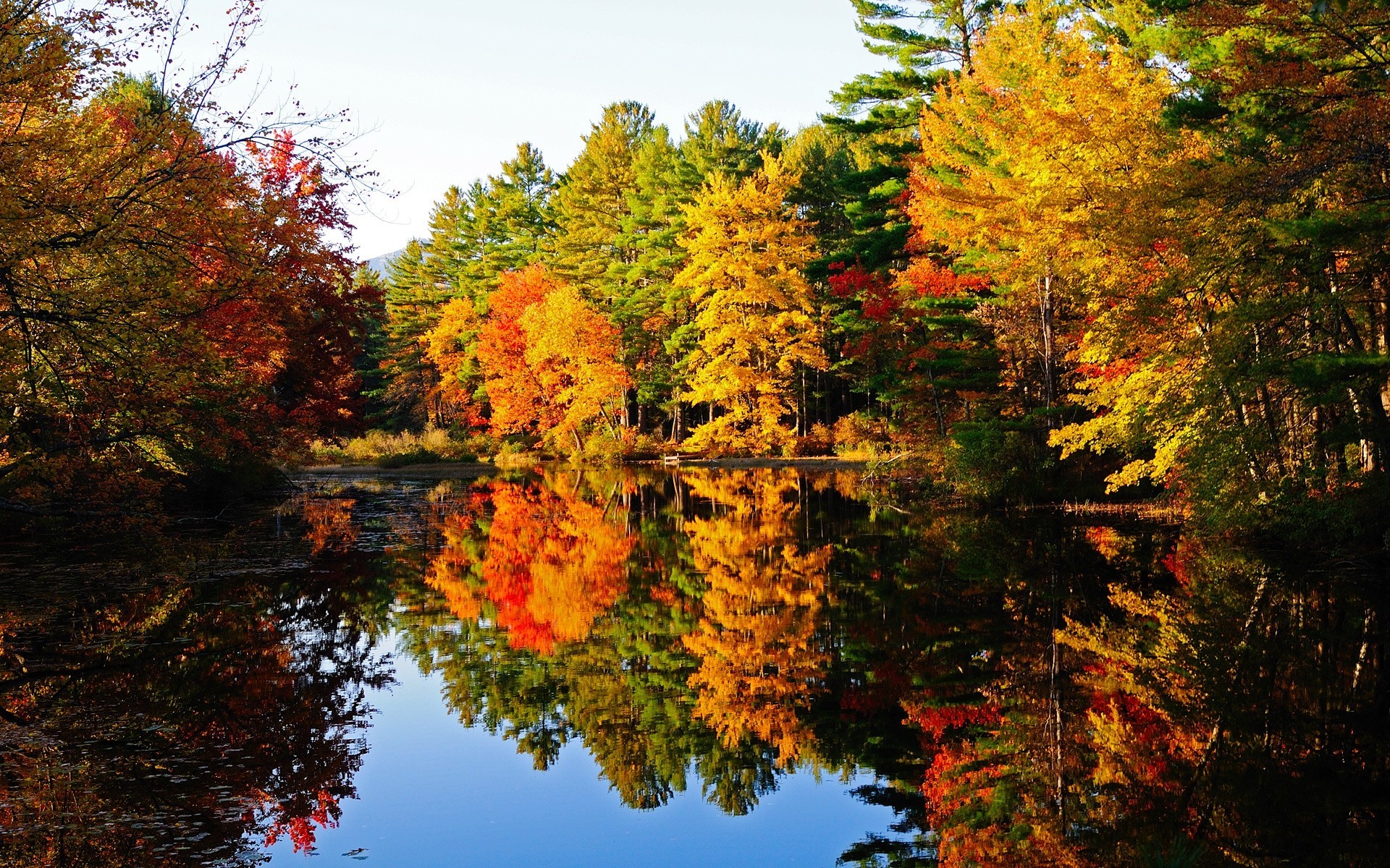 herbst teich wald bäume