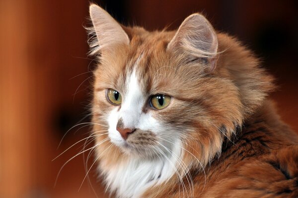 A red-haired cat with green eyes