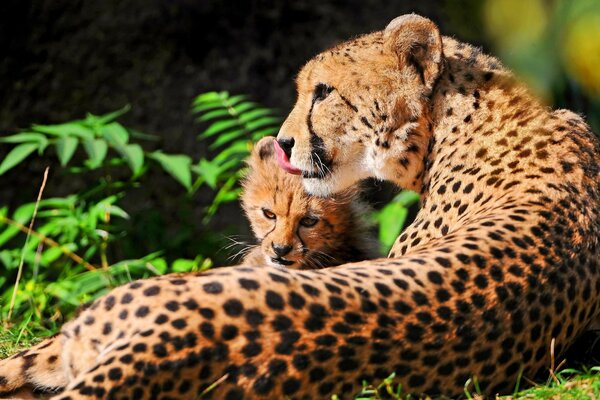 Guépard avec un petit dans la nature