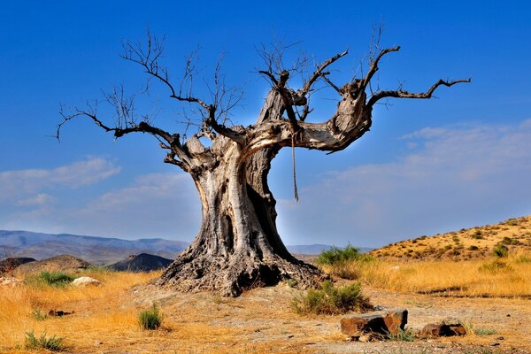 Árbol viejo en el desierto ardiente