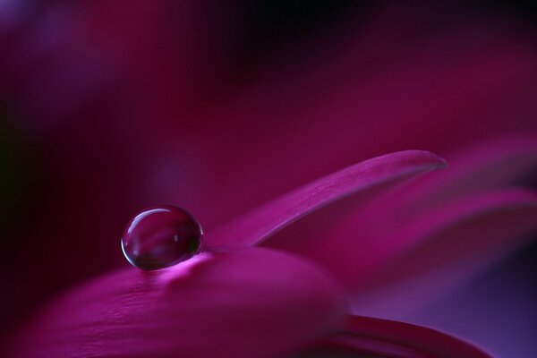 A drop of dew on crimson petals