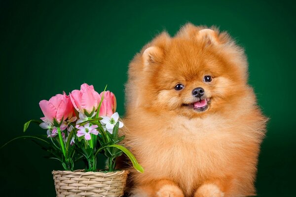 Spitz Rousse aux tulipes roses