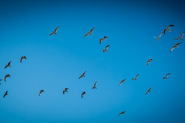 Möwen fliegen hoch in den Himmel