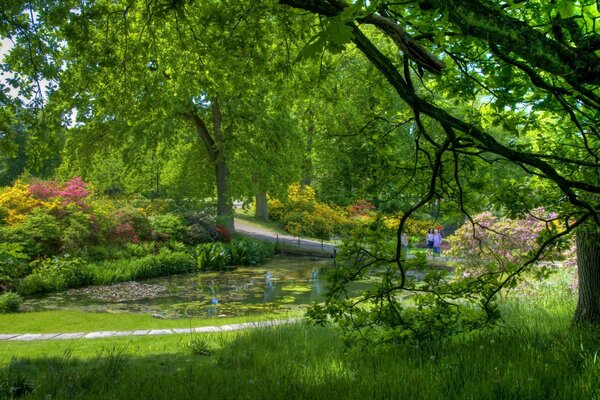 Personnes étang, arbres, verdure, autour de sérénité