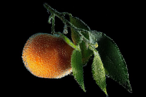 Naranja jugosa en una ramita verde cubierta con gotas transparentes de rocío