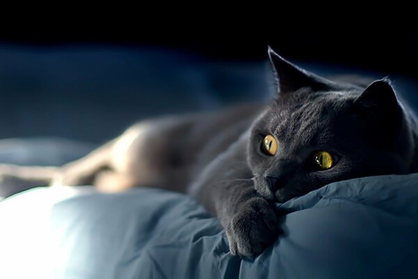 A gray cat that lies on the bed with an interested look