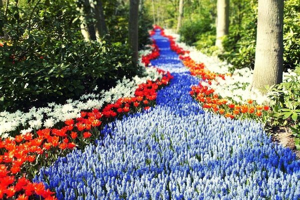 Route dans la forêt, bordée de fleurs