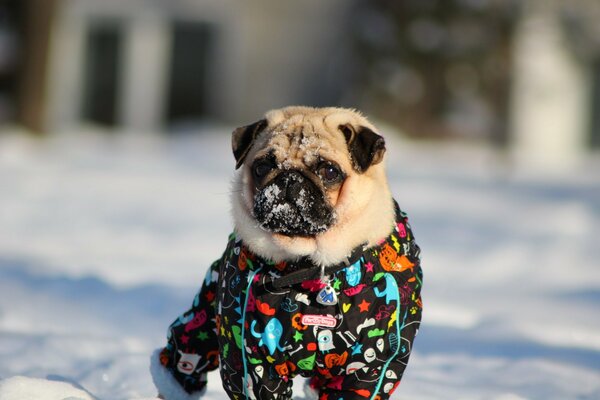 Ein Mops im Winterkostüm auf einem Spaziergang