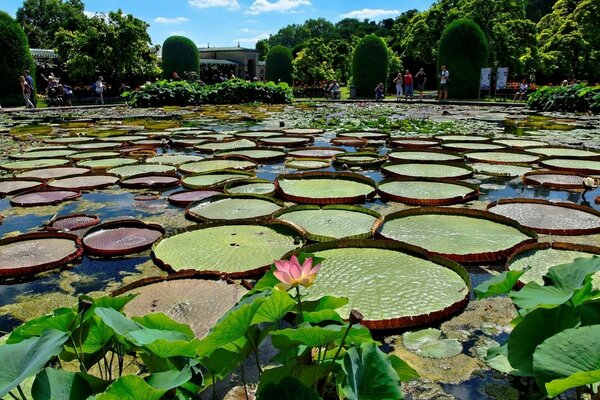 Ein Park mit einem Teich und Seerosen darin. Bäume