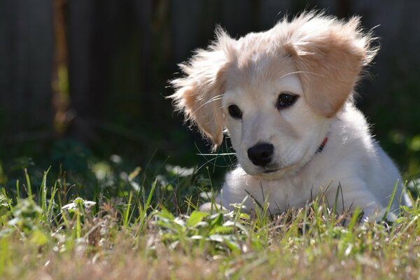 Chiot surpris par la beauté de la nature