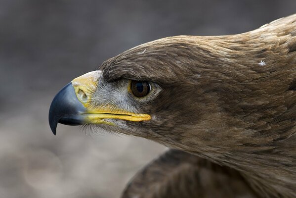 Gros plan de la tête de l aigle dans le profil