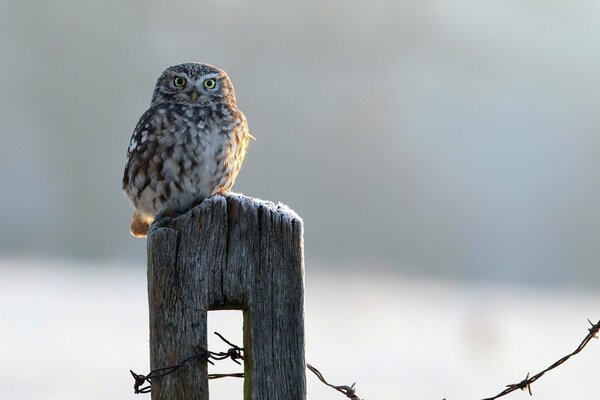 A small owl sits on the fence