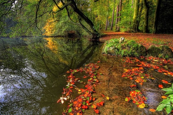 Automne coloré dans le parc. Arbre près de l étang