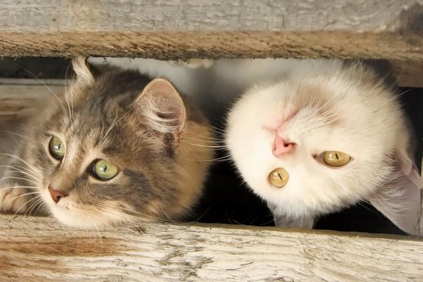 Due gatti giocosi che guardano nella fessura