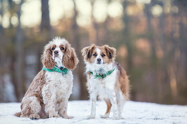 Due cani simili in un collare Ah su una passeggiata invernale