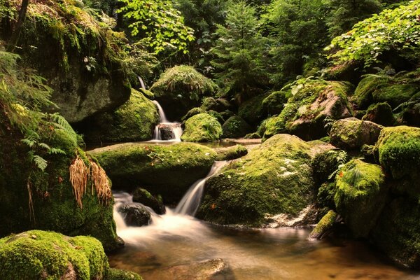 Muschio sulle rocce nella foresta tedesca