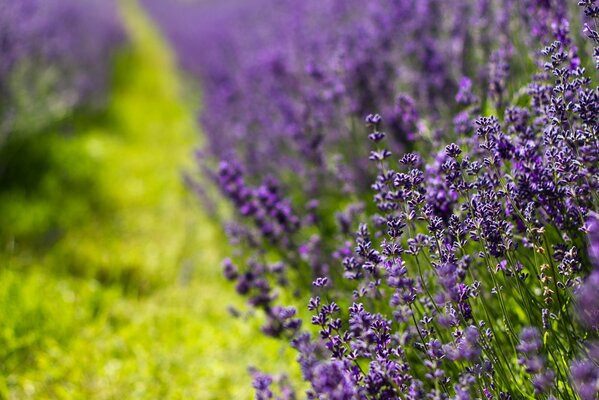 Campos de lavanda púrpura floreciente