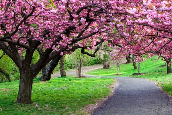 Schöne Sakura in der ewigen Natur