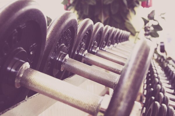 A row of dumbbells in the gym