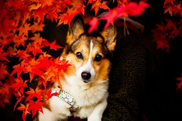 A dog on a background of red flowers looks at me