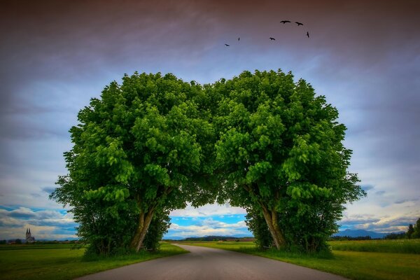 An arch on a road made of trees. Landscape