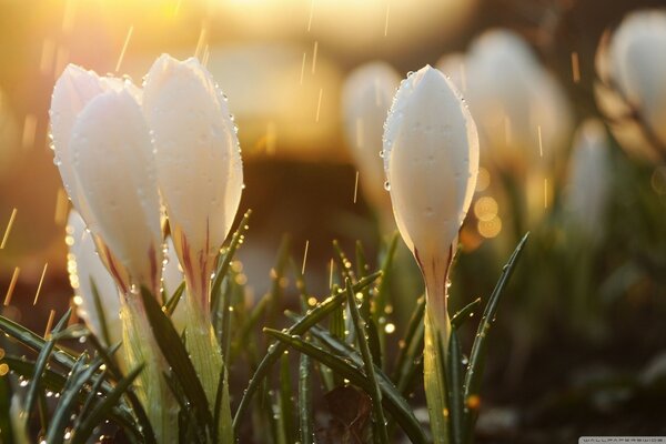 Crocus por la mañana, después de la lluvia!