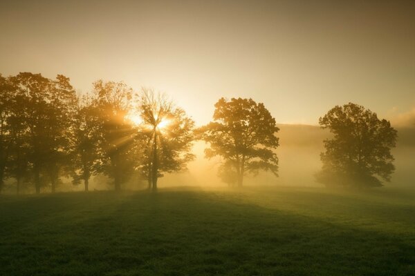 Trees at sunset. Evening landscape