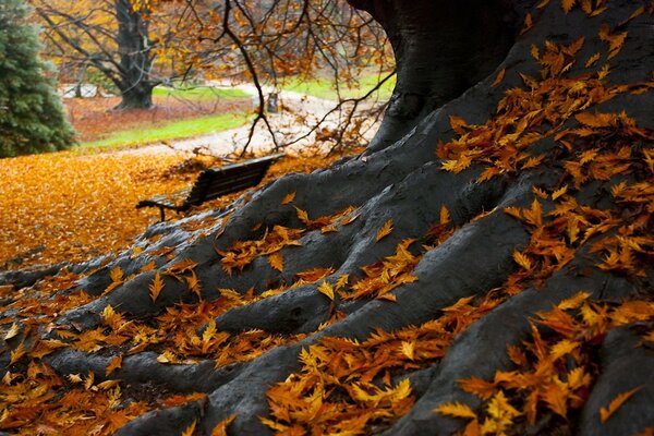 Forti radici dell albero secolare